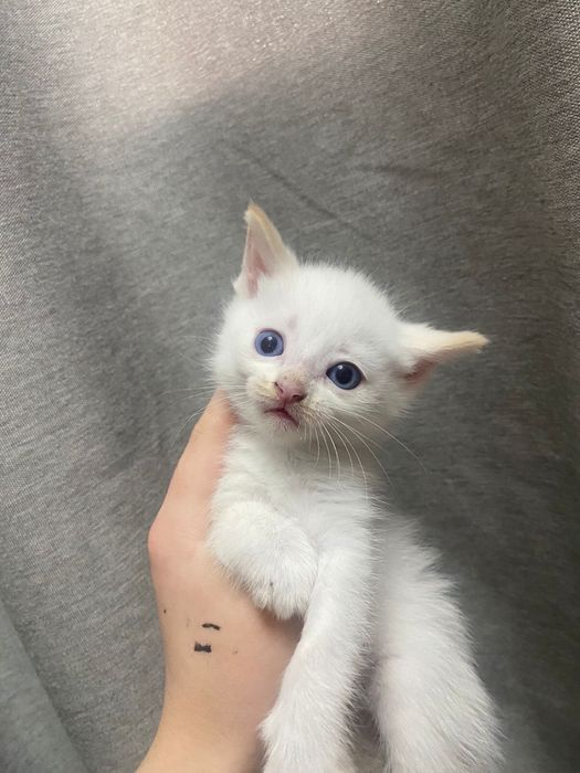 Котята бесплатно