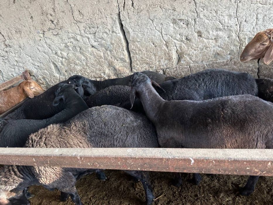 Qurbonlik uchun sifatli va xalol boqilgan quylar