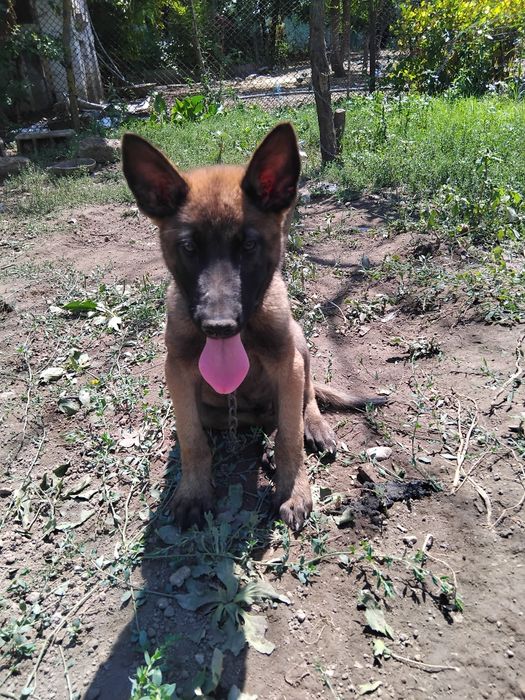Ciobănesc belgian malinois