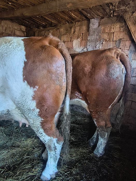 De vanzare  doua vaci