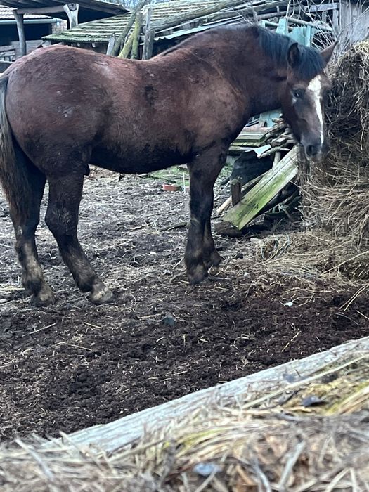 Manz de vanzare Igriș