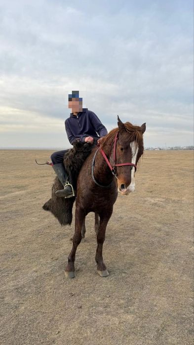 7 жасар көкпар айғыр сатамын