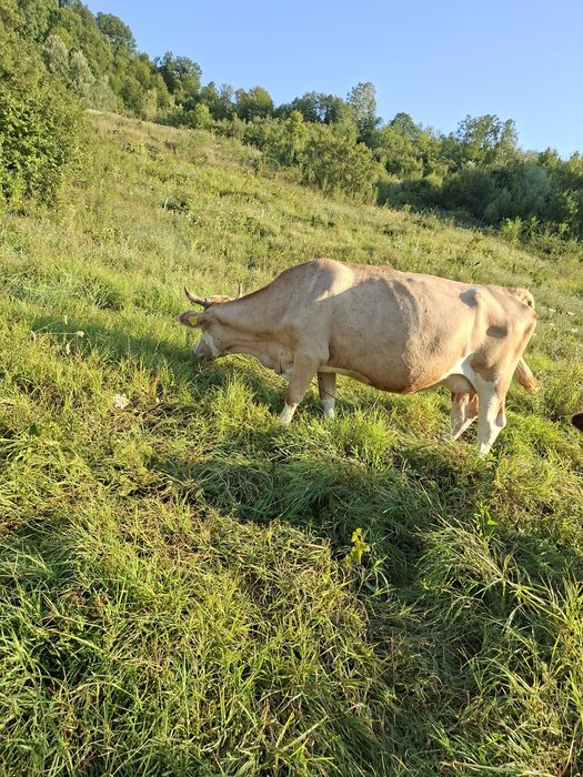 Vaca baltata românească