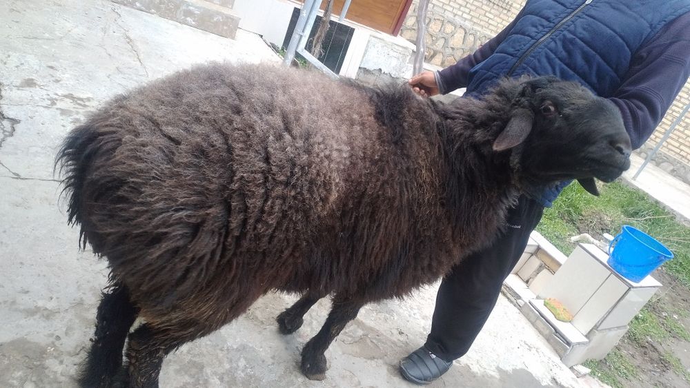Halol Boqilgan Xonaki Chiroyli Zotli Qochqorlar sotiladi