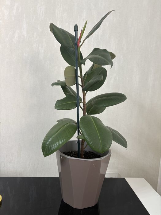 Фикус каучуконосный