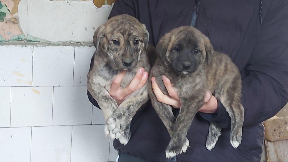 Кученца Кангал с Доставка