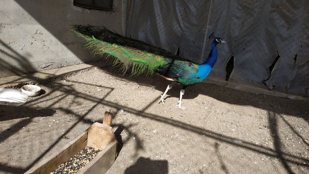 Чернокрил паун на 5 години