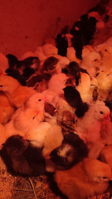 Продам домашних цеплят