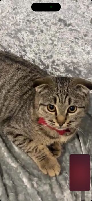 Кошка очень милая