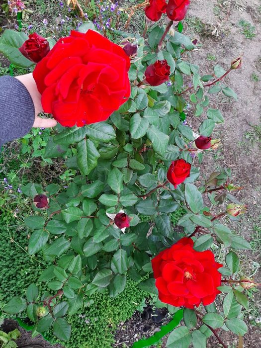 Продам дачу в обществе ,,Легенда,, оз.Пё