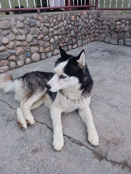 Xaski zotli it  erkak sogʻlom