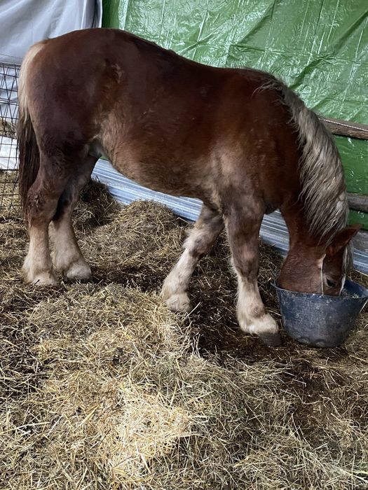 Vand manz de 2 ani la primavara