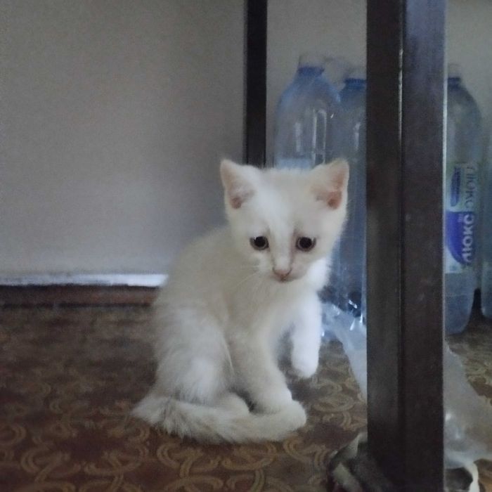 Срочно отдам домашних котят