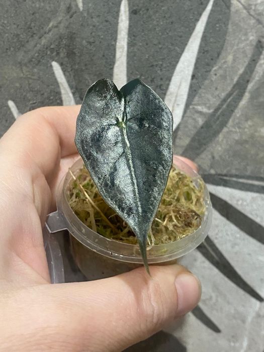 Продам деток Алоказии Амазоника Дворф