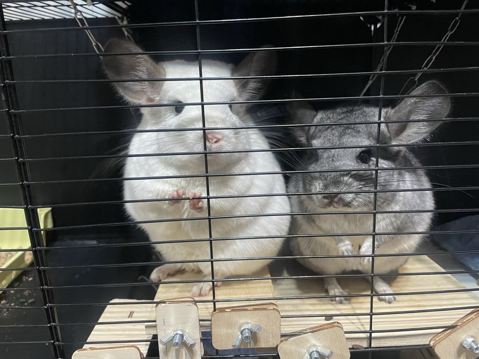 Продам шиншилл девочки