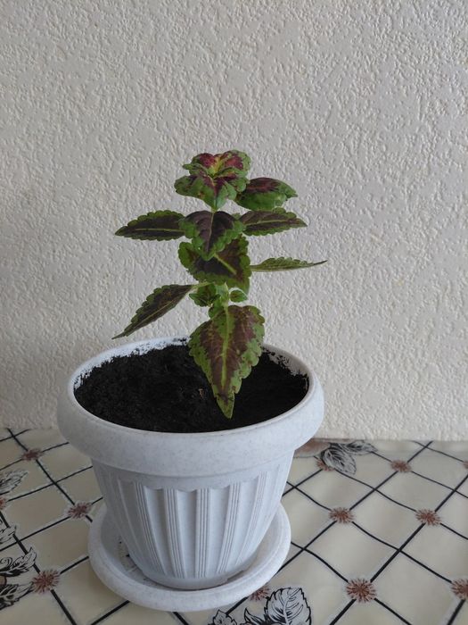 Колеус комнатный