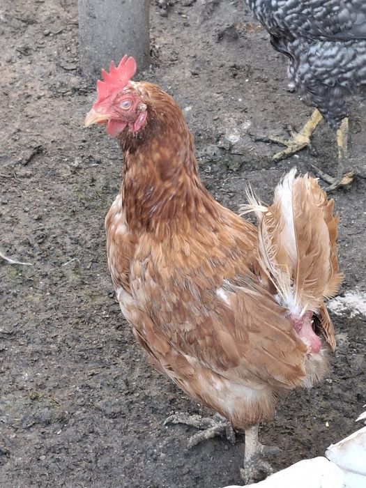 Продам курей и петухов