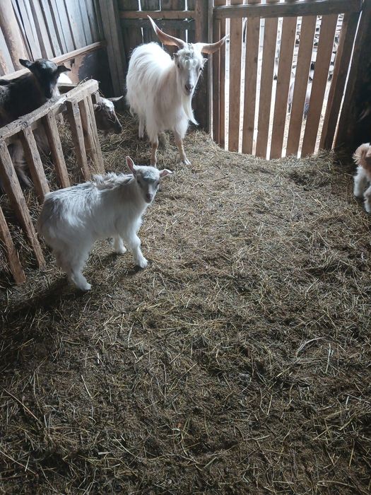 Iezi de vanzare si capre