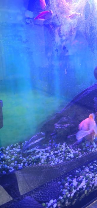 Продам аквариум с рыбами