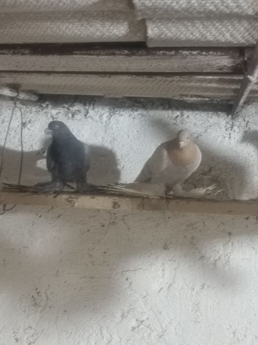 Голуби на игру разные