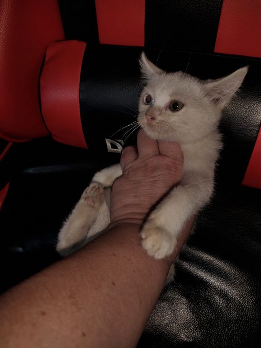 отдам котенка в добрые руки