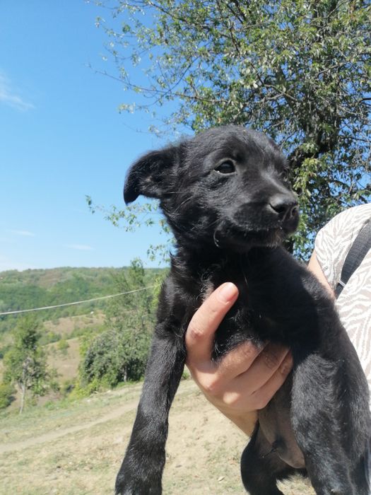 Donez cățeluș baiat