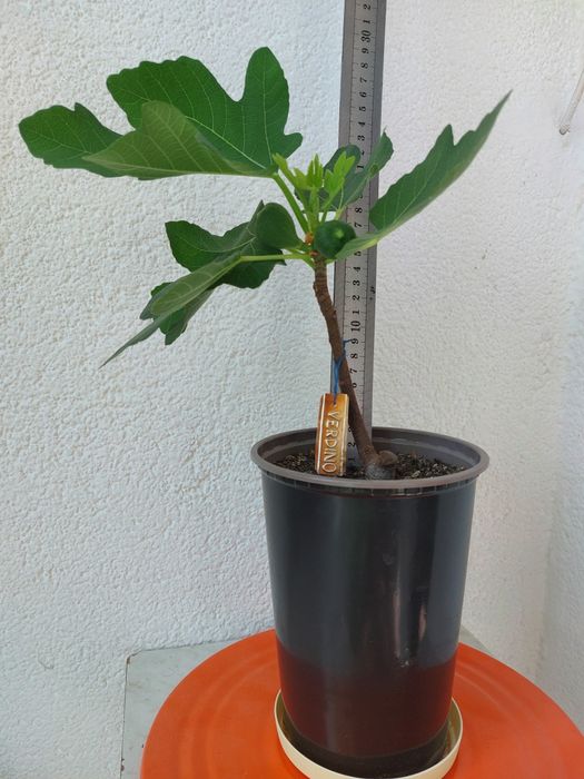 Инжир Сортовые саженцы