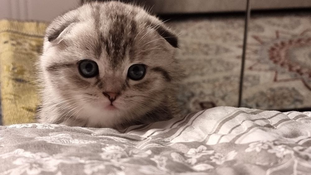 Котёнок вислоухий (Scottish Fold)