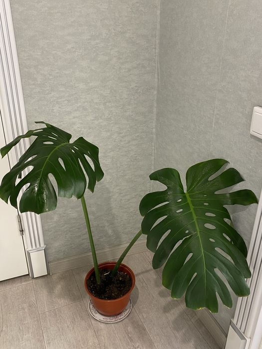 Продам красивую монстеру