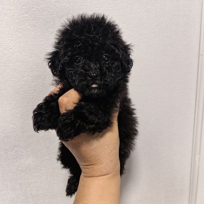 Мальчик мальтипу F1,  супер мини