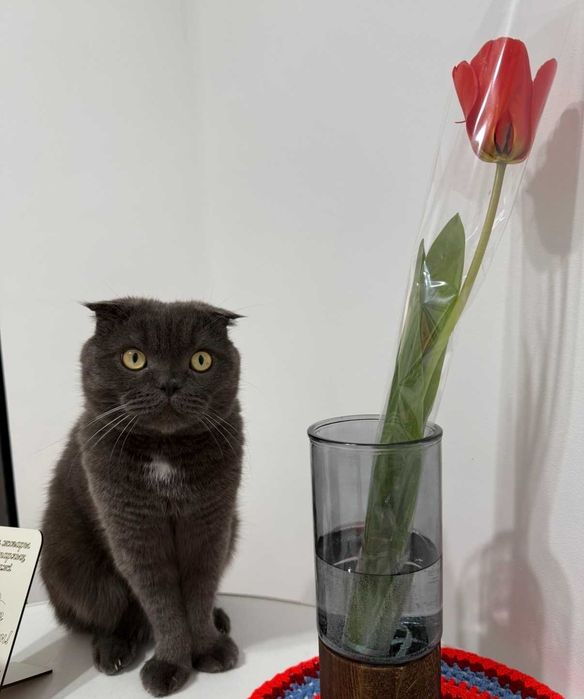 Пропал домашний кот
