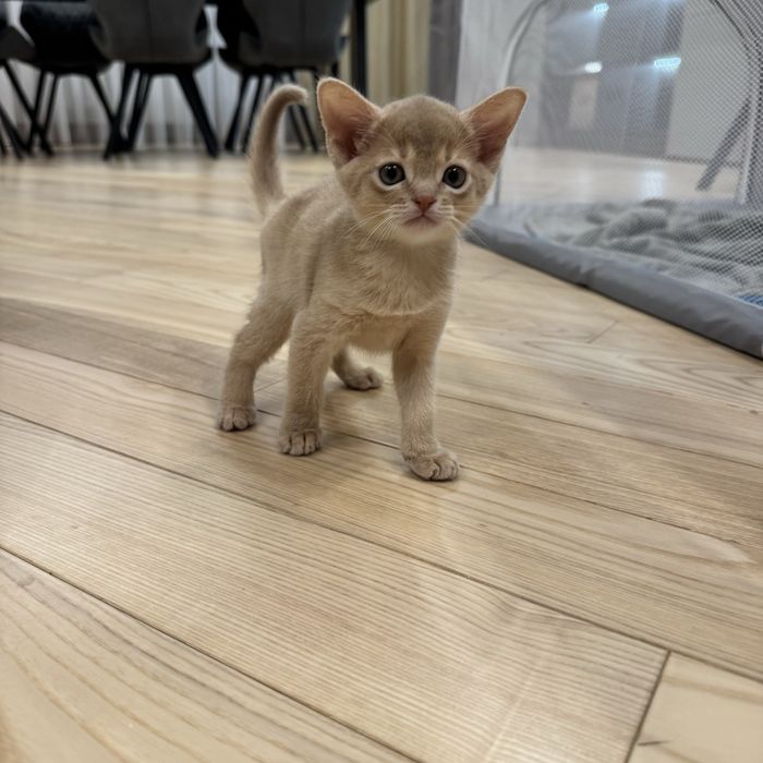 Абиссин, котенок