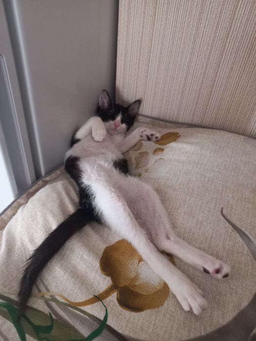 Домашний кошки...