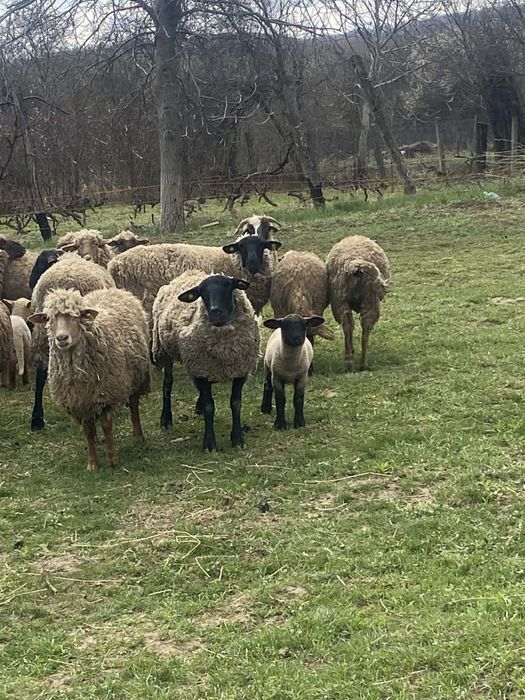 Vând 2 oi și un miel suffolk