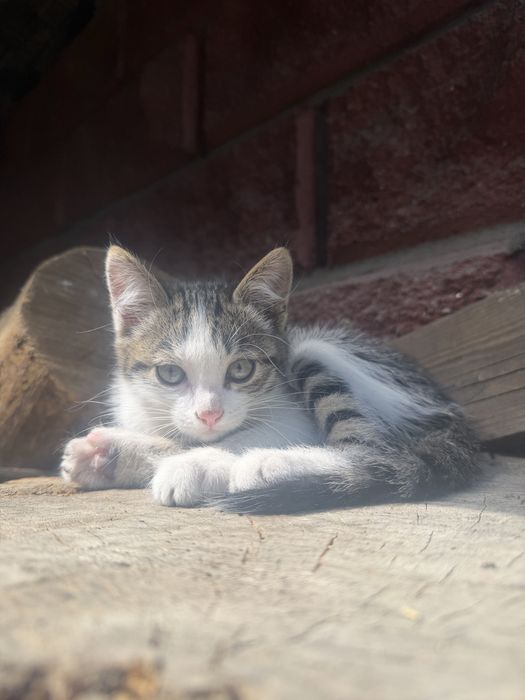 Котята крысоловки