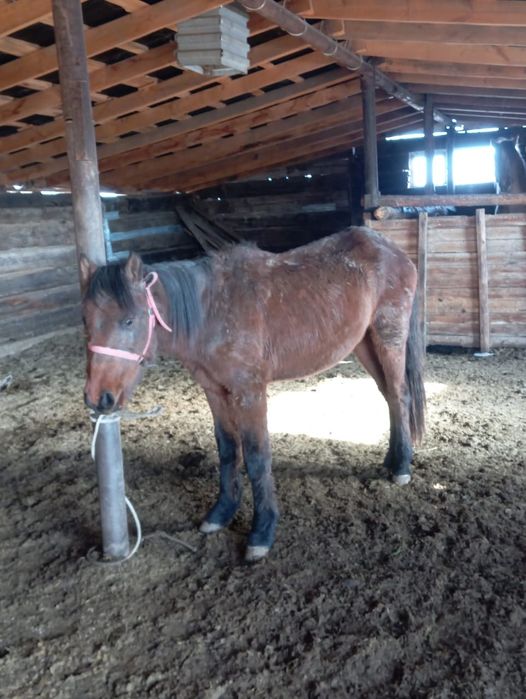 Тайлар, жабағылар