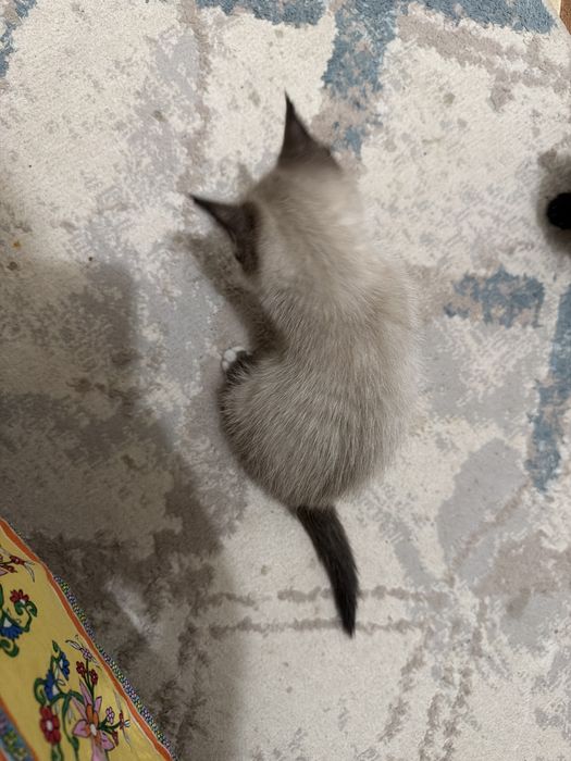 Котенок қара және сиамский