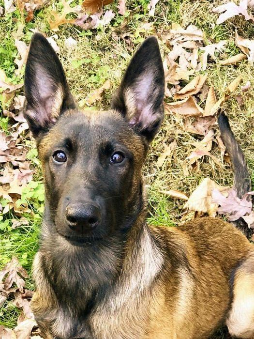 Belgiyeiskiy malinua