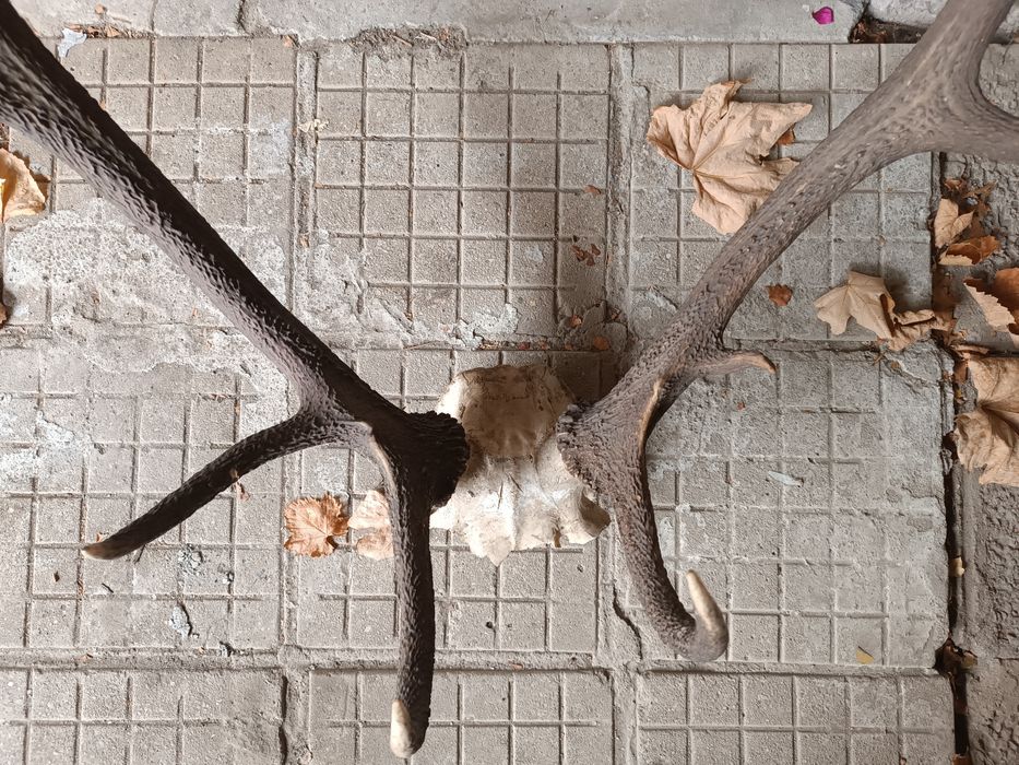 Еленски рога трофей