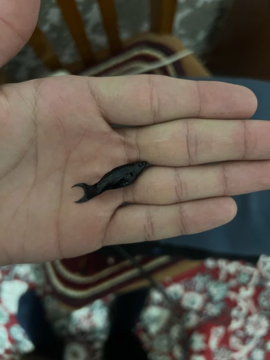 рыба моллинезия 45 штук