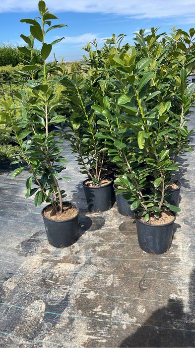 Laurus Englezesc