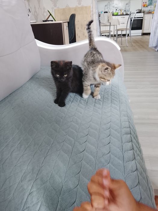 Котята хорошие приучены к туалету