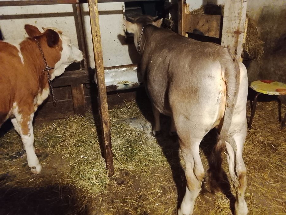 Vând 2 vițele de 8 luni
