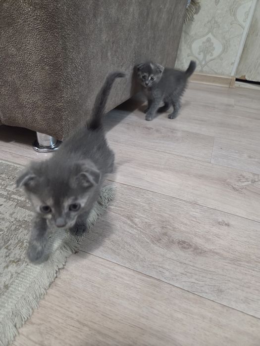 Продам Шатландси веслоухий