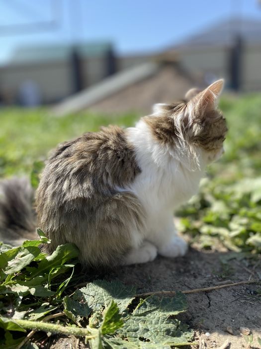 Отдам котенка спасли от собак