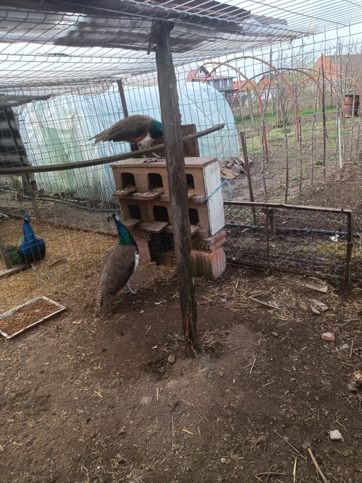 Vând 2 pauni masculi de 1an