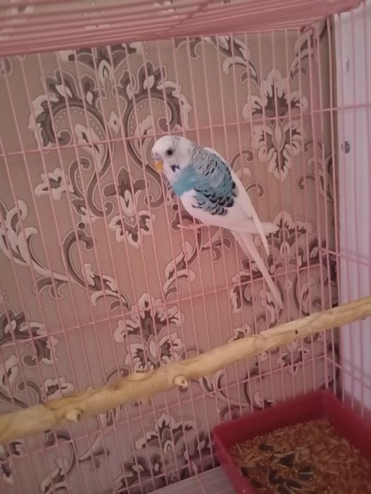 Продается попугай волнистые 2