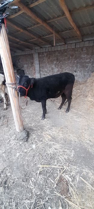 Gunojin sotladi soglom yeb ichishi zor