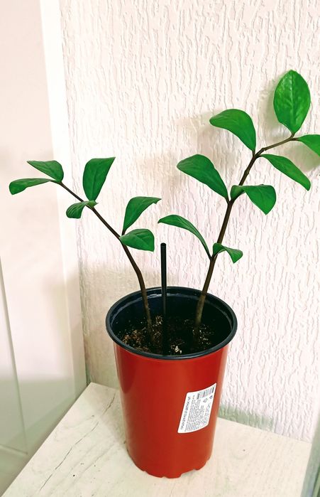 Комнатные цветый разные 1000