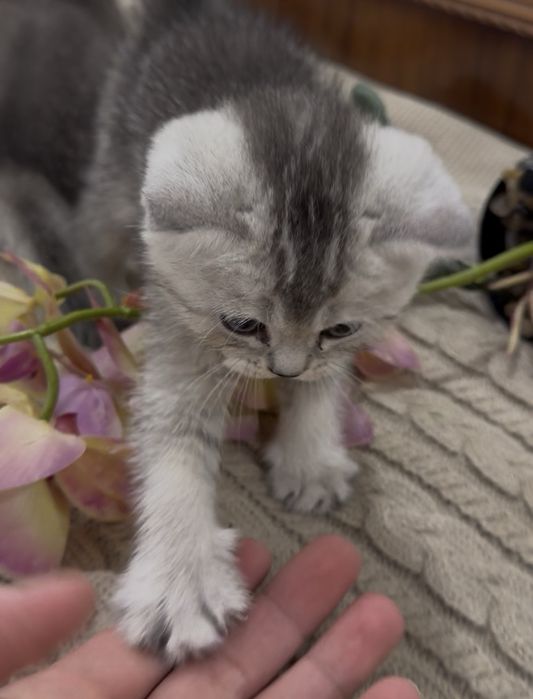 Шиншилла кошка shinshilla mushuk